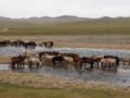 Mongolei Pferdehorde