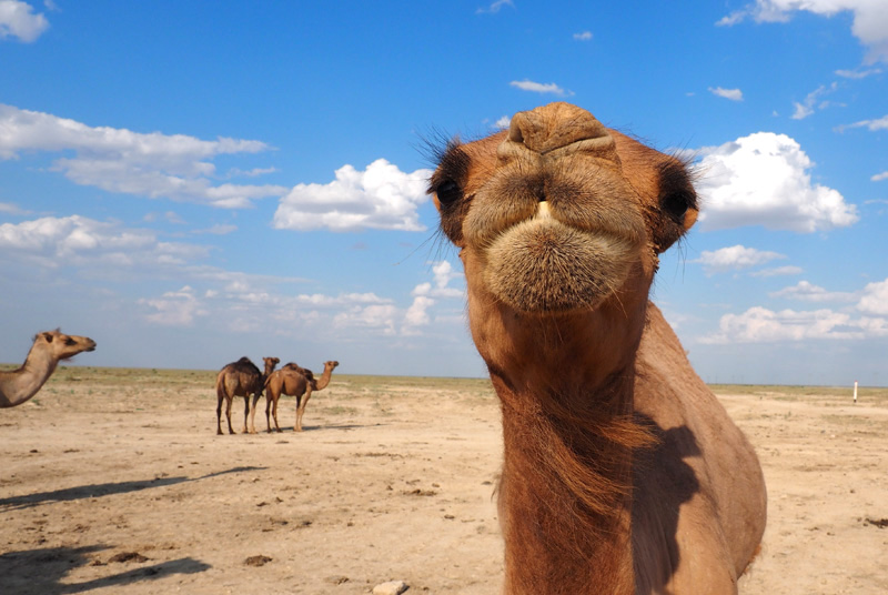 Junges Kamel in Karakalpakstan